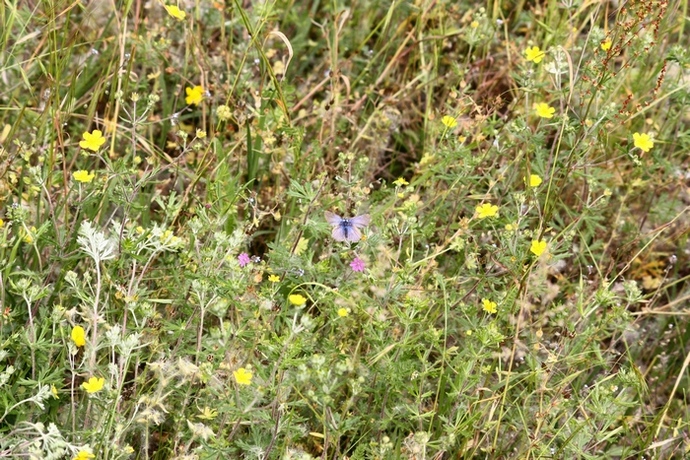 Lycaena dispar e altri licenidi.
